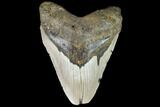 Large, Fossil Megalodon Tooth - North Carolina #108948-1